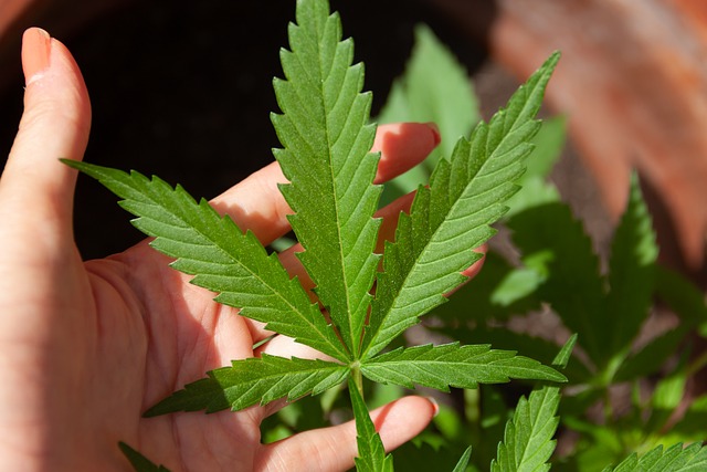 De kracht en voordelen van CBD capsules onthuld
